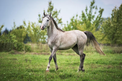 What is Equine Canker and How Can You Prevent It?