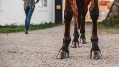 Things You Need to Know About Canker in Your Horse