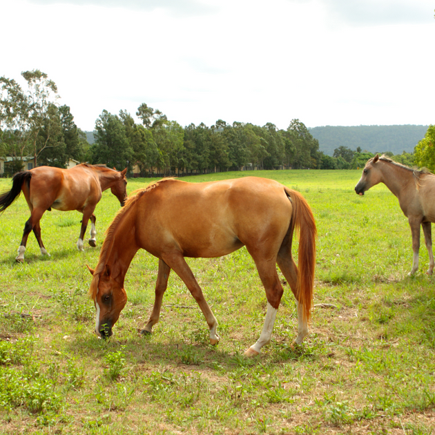 Nutrition and Heaves Managing Equine Respiratory Health Through Diet