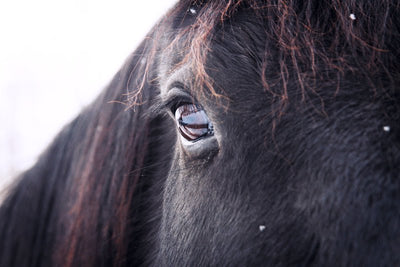 5 Signs Your Horse Might Be Vitamin E Deficient