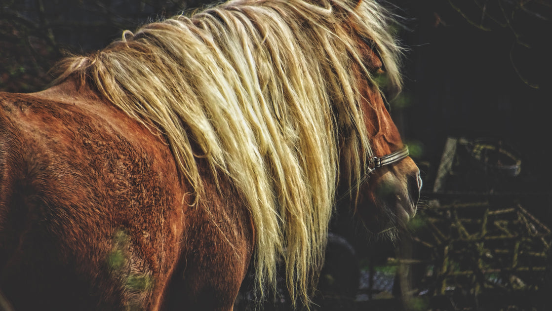 3 Types of Horse Hair You Should Definitely Care About –
