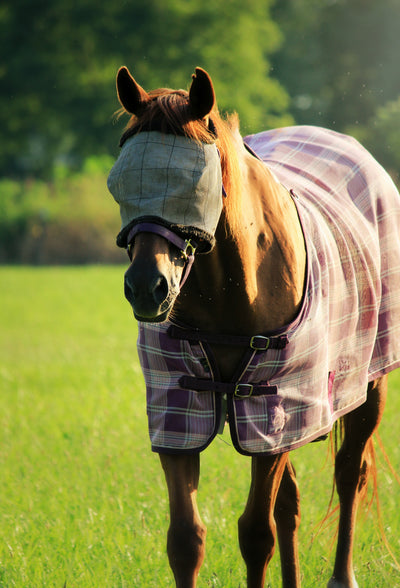 How To Prevent Pests From Harming Your Horse