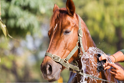 Riding in the Heat: Keeping Your Horse Cool and Comfortable This Summer