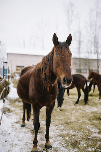 7 Tips for Feeding your Horse in Winter [Cold Weather Care Guide