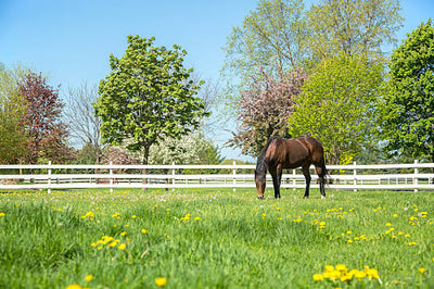 Spring Grooming for your Horse
