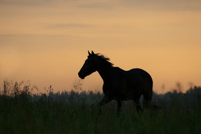 When and Why Your Horse May Need Vitamin E