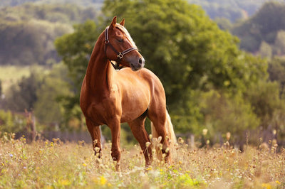 Coping with Arthritis in Horses