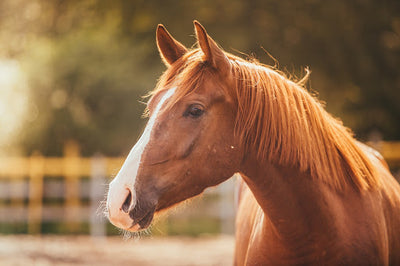 Why you should buy our products directly from Equine Medical Solutions.