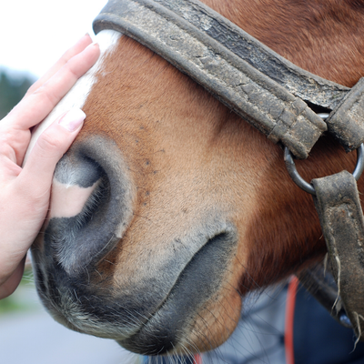 How to Care For Your Senior Horse