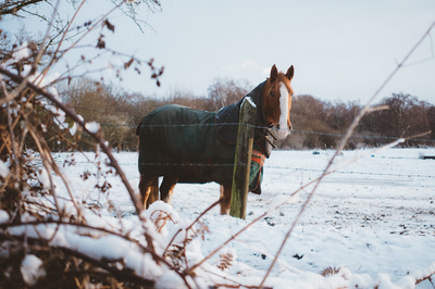 A Senior Equine’s Checklist for the New Year
