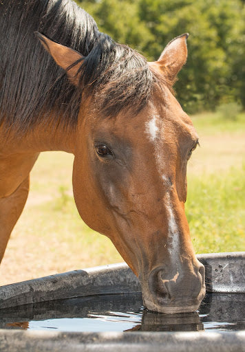 How Can the Heat Affect My Equine?