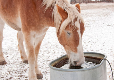 Common Winter Horse Health Issues and How to Resolve Them