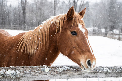 Keeping Your Horse Comfortable This Winter