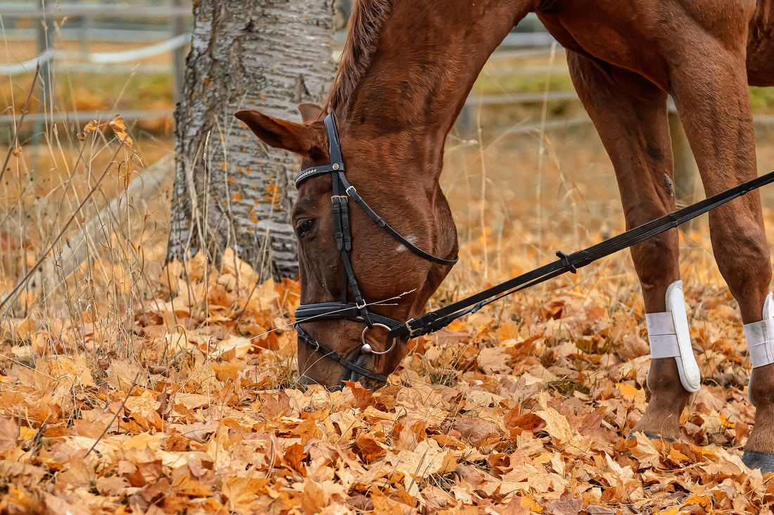A brown horse grazes in pile of leaves.