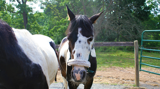 Understanding Neurological Issues in Equines