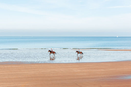 How to Enjoy Summer with Your Equine
