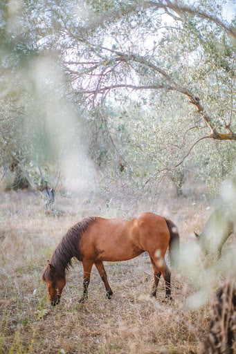 Understanding Insulin Resistance in Equines