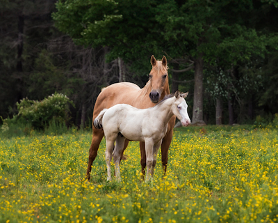 Recognizing and Managing Lameness in Horses