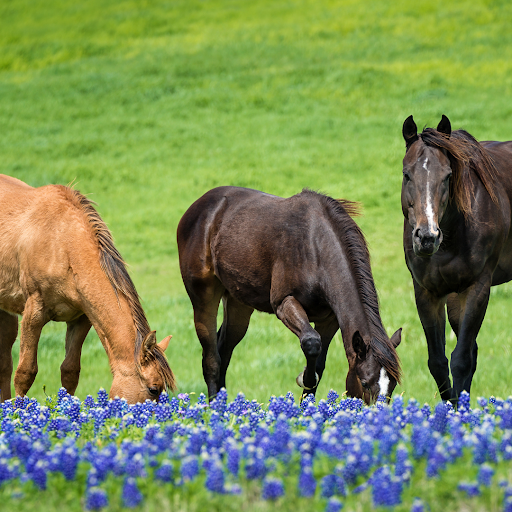 Prepare for Spring with Heiro: A Natural Solution for Optimal Health