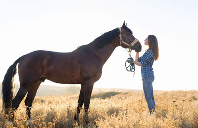 Eight Tips to Ensure a Better Summer for your Horse