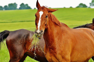 The Impact of Environment on Equine Health: Creating a Safe and Healthy Living Space