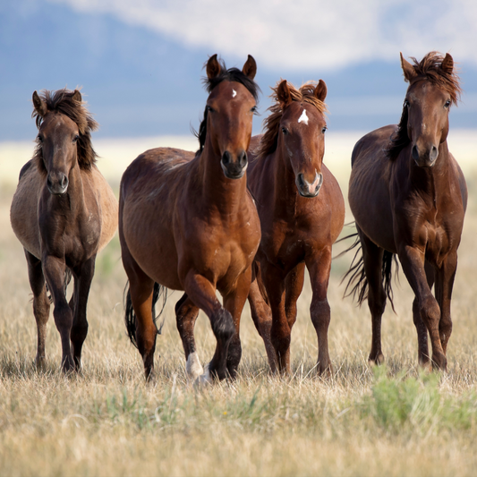 Four brown horses run in open field.