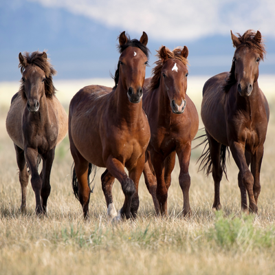 Fall and Winter Care for Horses with Heaves