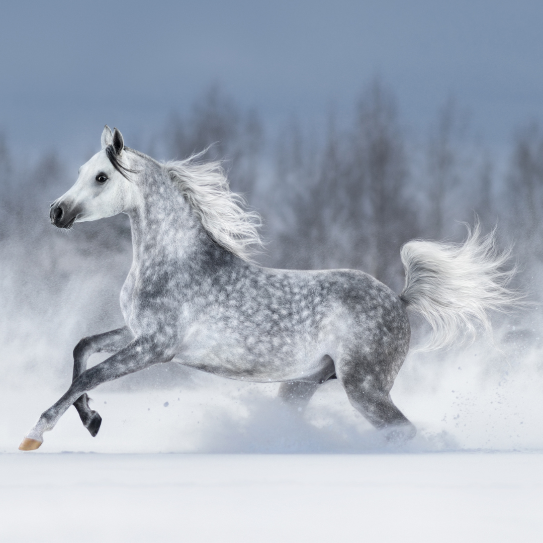 A white horse runs through the snow.