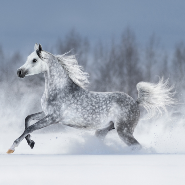 Beat the Winter Blues: Tips for Keeping Your Horse Happy and Healthy All Season