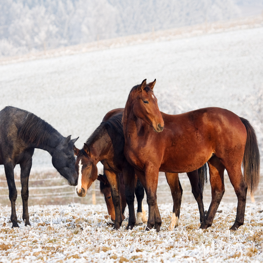 Three horses stand in field eating grass.