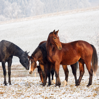 Essential Winter Grooming Tips for Your Horse’s Coat and Skin