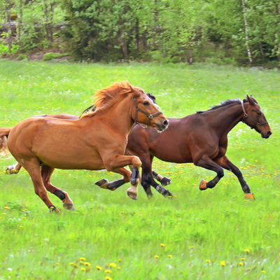 Vitamins for Equines: Ensuring Optimal Health and Performance