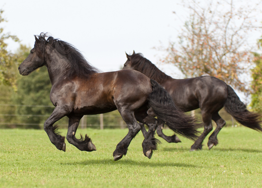 The Importance of Joint Health in Horses: Understanding the Basics