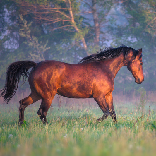 A brown horse runs through grass field.