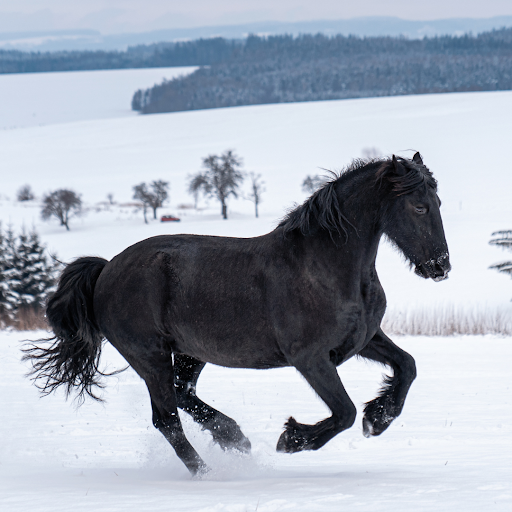 Dark brown horse runs through field covered in the snow.