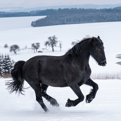 Protecting Your Horse from Winter Weight Gain: Exercise and Nutrition Strategies