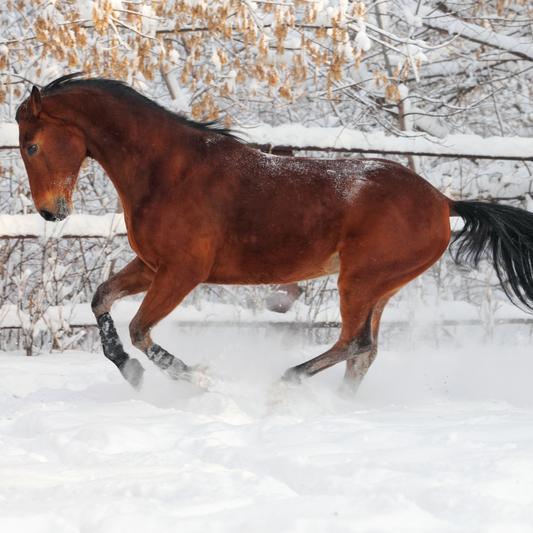 A brown horse runs through the snow.