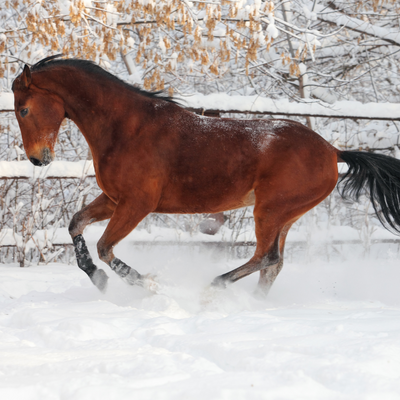 Winter Nutrition Spotlight: Health-E Vitamin E for Pasture-Limited Horses