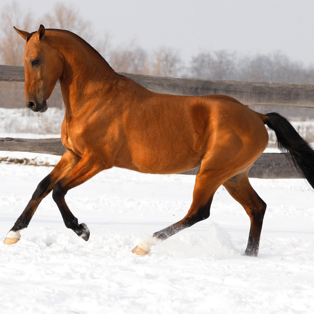 Brown horse running through the snow.