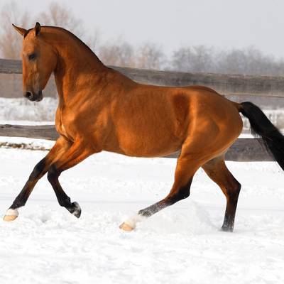 Managing Insulin Resistance and Foot Pain in Winter: How Heiro Can Help Horses Feel Their Best