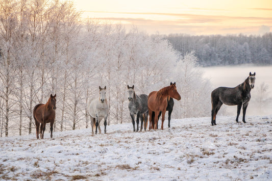 A group of horses stand in the snow.