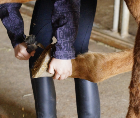horse hoof care