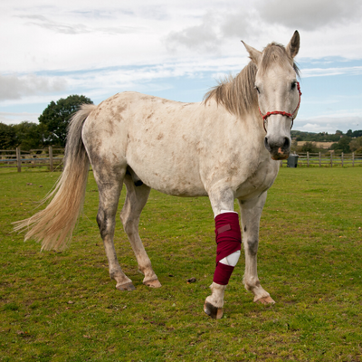 First Aid Essentials for Horses