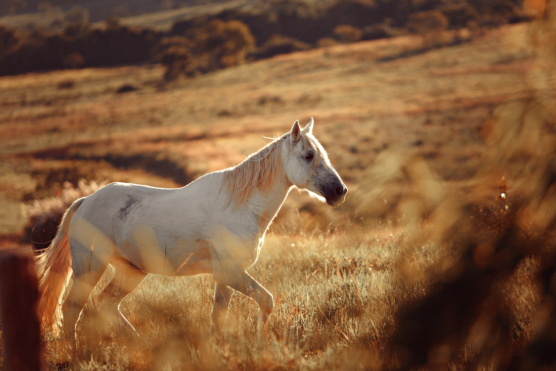 horse in field