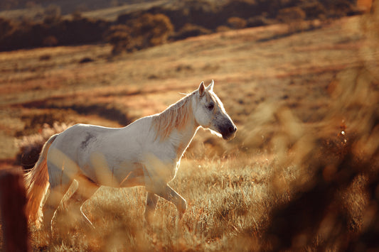 horse in field