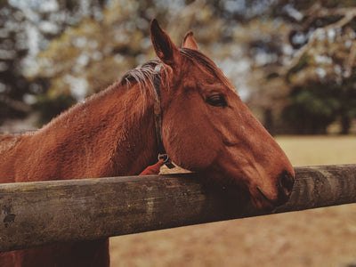 Money Saving Tips and Tricks For A Horse Owner