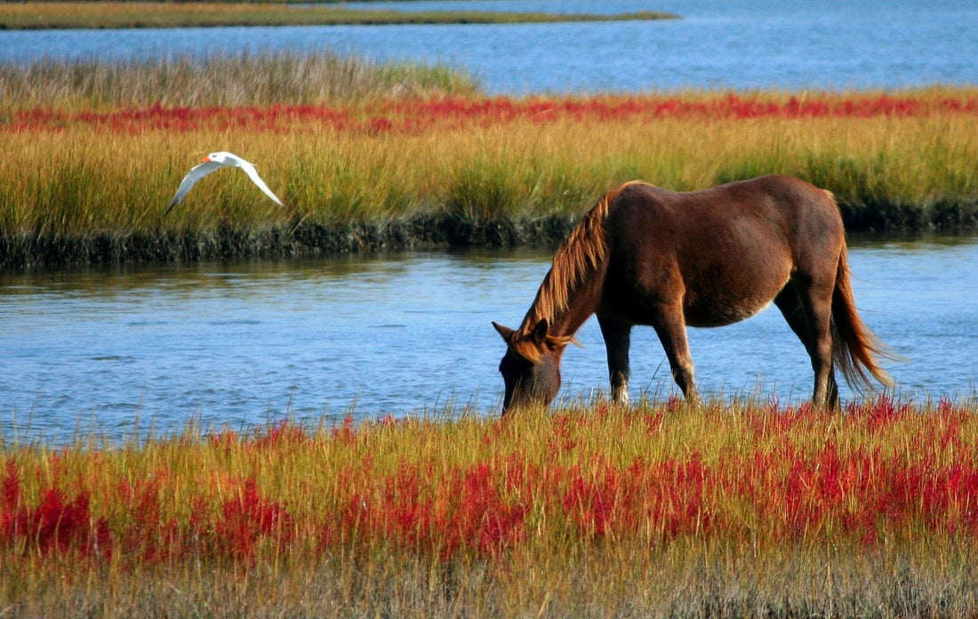 Summer Hazards for Horses