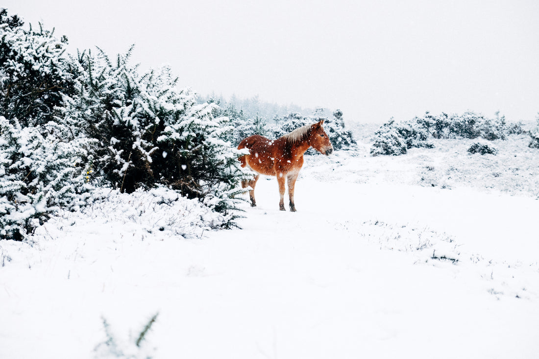 horse in snow