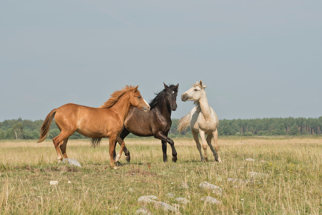 horses playing