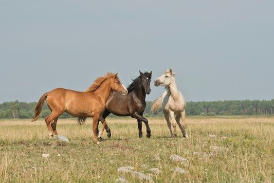 horses playing
